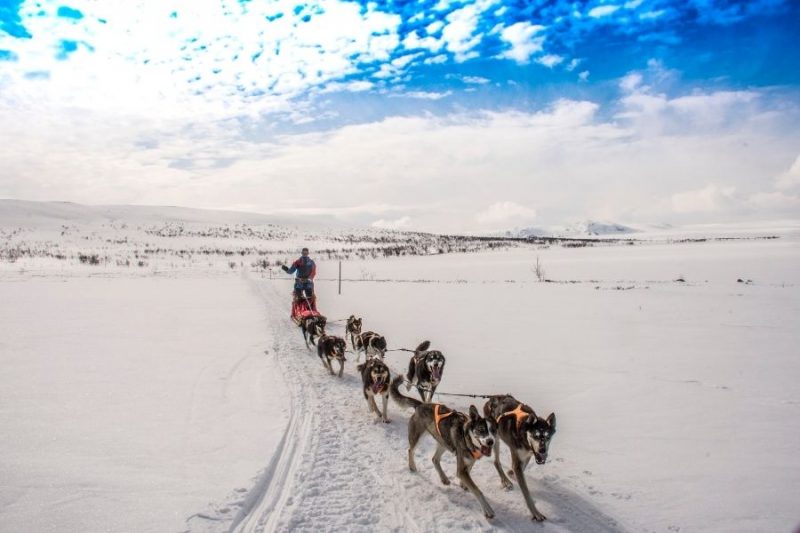 Husky Tour Lappland im Winter entdecken mit Nordic