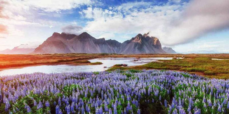 IJsland-wilde-lupines-aan-de-voet-van-Vestrahorn-ÔêÅ-Nordic
