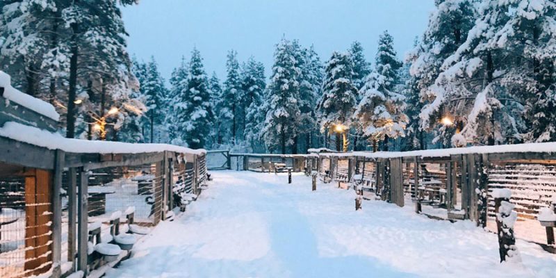 Schneelandschaft mit Tannenbäumen in Lappland im Winter