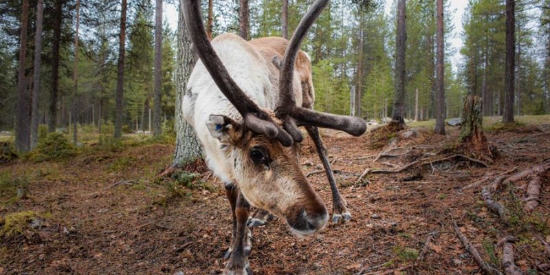 Finland Salla Sallan Poropuisto Rentierpark wildlife ©Nikolaas Aelbrecht