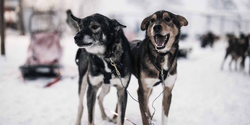 Huskys bereit für Husky-Tour in Lappland