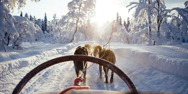 Huskytour in Lappland im Winterwunderland