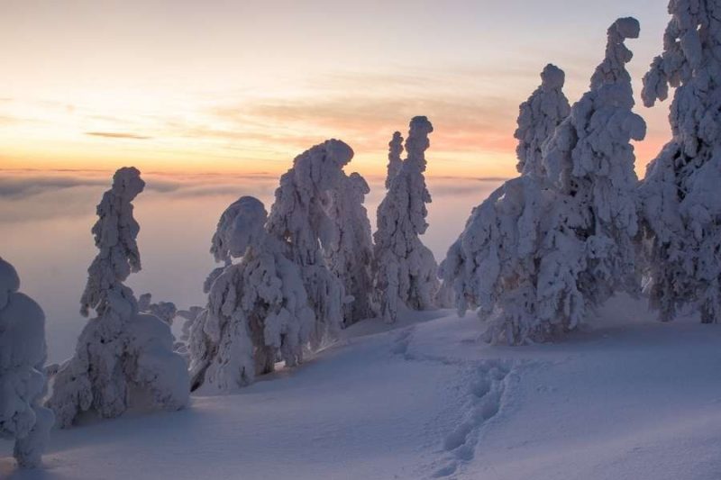 Schneebedeckte Landschaft mit Bäumen in Lappland