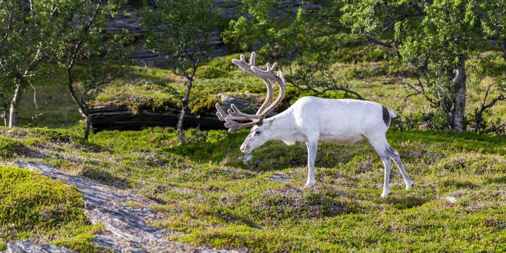 Rentier der Sami in Lappland