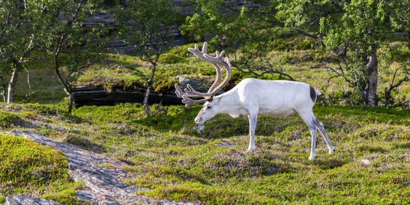 Rentier der Sami in Lappland