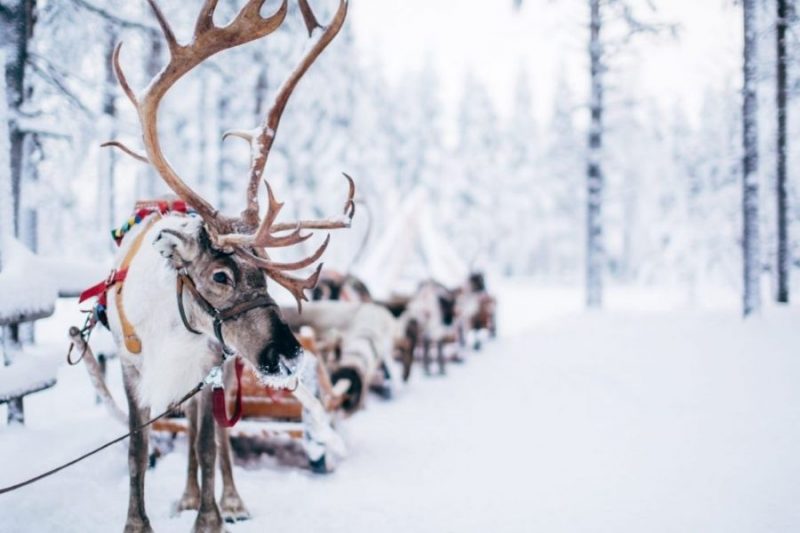 Rentiere in Lappland im Winter mit Nordic