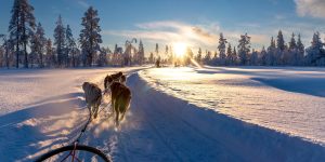 Husky-Tour in Lappland im Winter mit Nordic Henk Dujardin