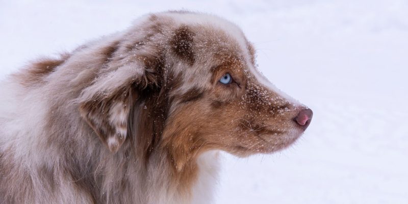 Husky in Lappland im Winter mit Nordic Henk Dujardin