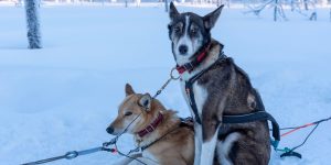 Huskys in Lappland mit Nordic Henk Dujardin