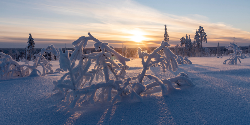 Schneelandschaft mit schneebedeckten Baeumen in Lappland mit Nordic Henk Dujardin