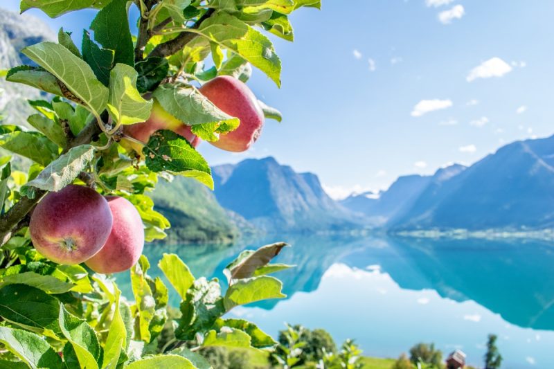 Frisches Obst im blühenden Frühling in Norwegen mit Nordic probieren