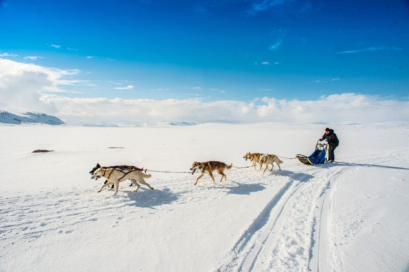 Huskytour durch den Schnee Lappland Last Minute