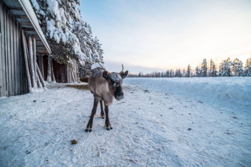 Rentiere in Lappland entdecken Lappland Last Minute