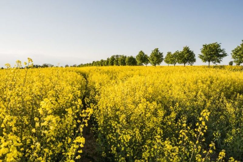 Gelbe-Rapsfelder-in-Skane-Schweden-©-Anders-Tukler