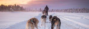 Huskys-in-Lappland-Reisen-mit-Nordic
