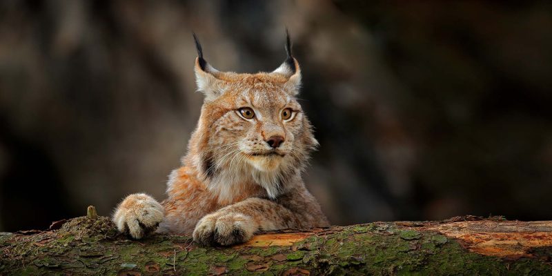 Wildtiere-in-Schweden-mit-Nordic-beobachten