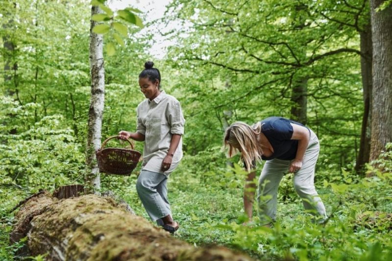 ©VisitSweden-Menschen-pfluecken-Essen-aus-der-schwedischen-Natur