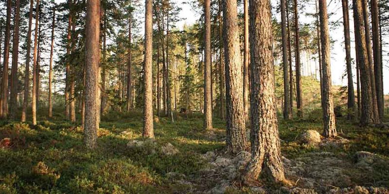 Die-Waelder-in-Schweden-Åmot-©Stilleben