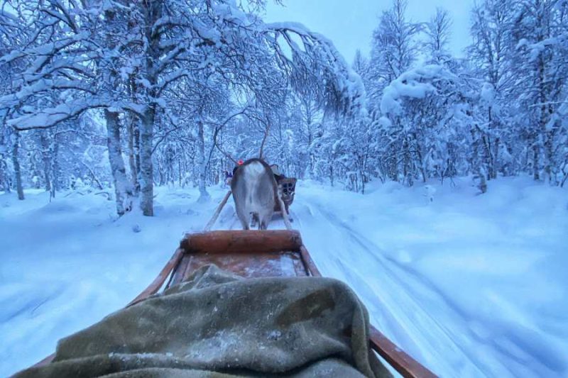 Ein-Schlitten-wird-von-Rentieren-gezogen-im-finnischen-Wald-in-Lappland-©Ingrid-de-Jager-1