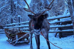 Ein-neugieriges-Rentier-das-in-die-Kamera-blickt-©Ingrid-de-Jager