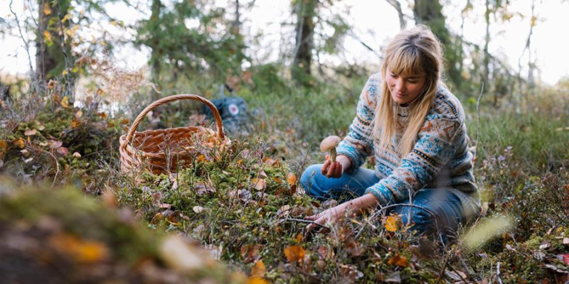 Pilze-pfluecken-in-Schweden-®alexander_hall