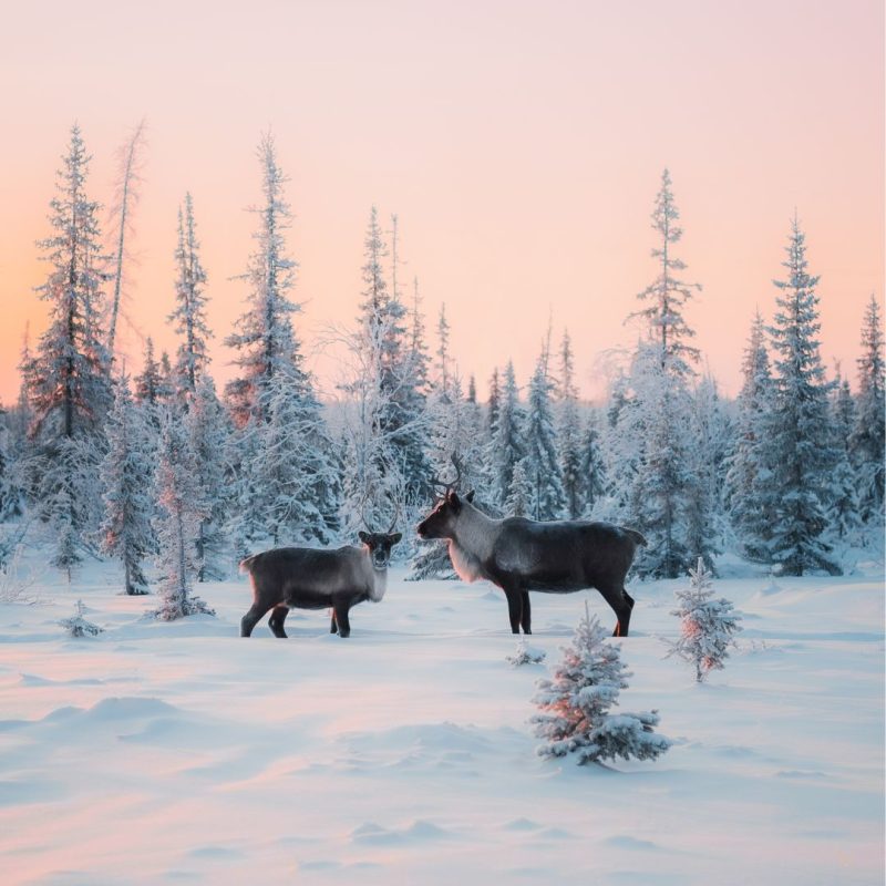Rentiere-in-Lappland-im-Winter