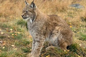Luchs-im-Langedrag-Naturpark-in-Norwegen