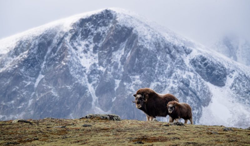 Moschusochse-in-einem-Nationalpark-in-Norwegen