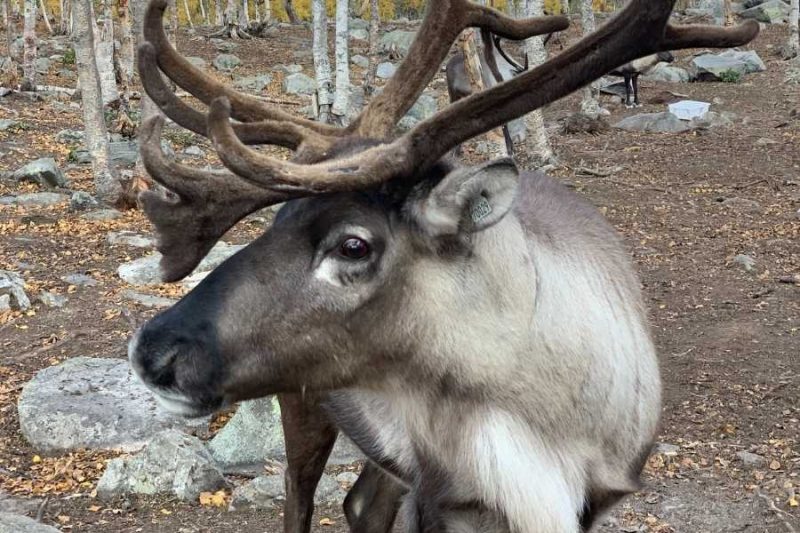 Rentiere-im-Langedrag-Naturpark-in-Norwegen
