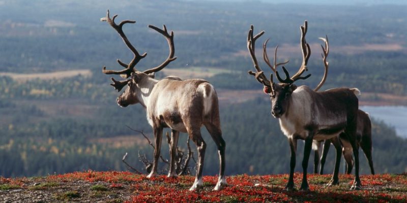 Rentiere-spotten-Reisen-mit-Nordic