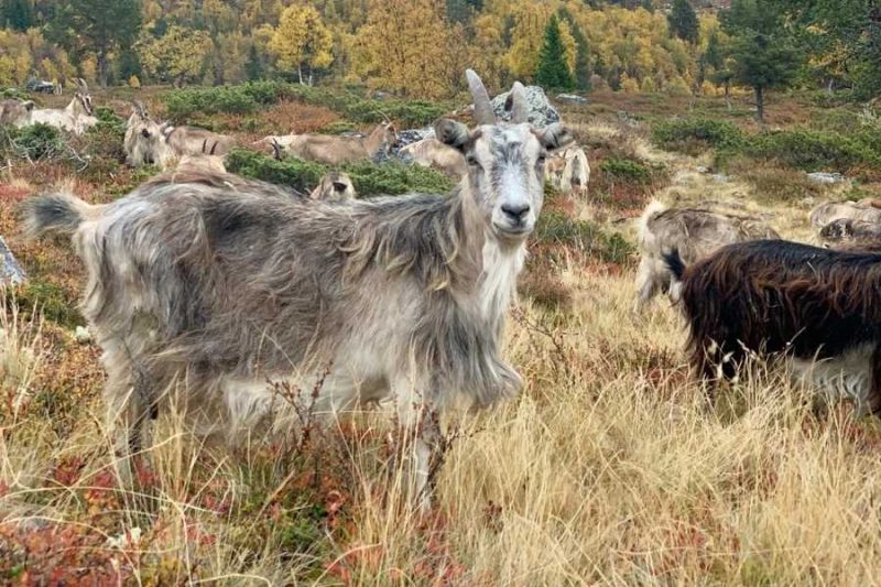 Ziegen-im-Langedrag-Naturpark-in-Norwegen
