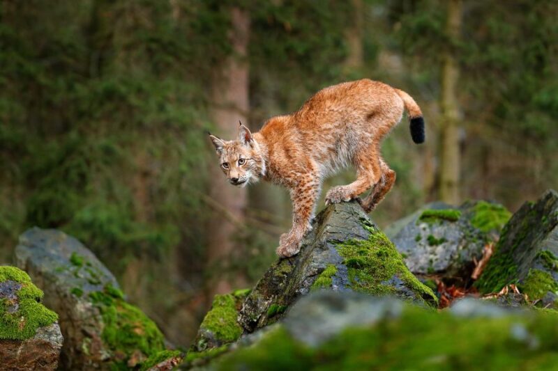 Luchs-im-Jostedalsbreen-Nationalpark-beobachten-Die-schoensten-Nationalparks-Norwegen-Nordic-der-Skandinavien-Spezialist