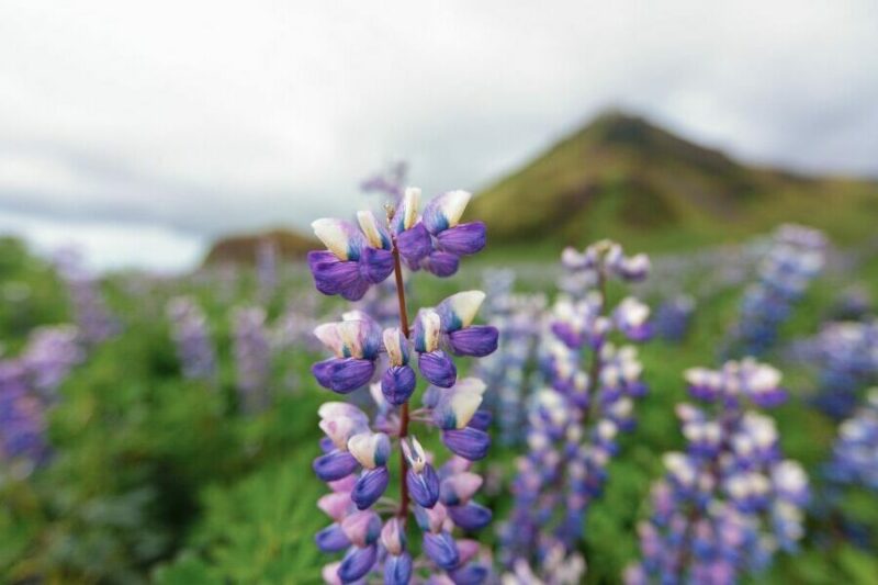 Eine-Lupine-auf-Island-im-Vordergrund-mit-einem-Berg-im-Hintergrund-Urlaub-mit-Nordic-Skandinavien-Spezialist