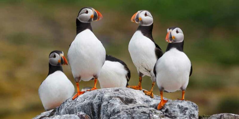 Island-Puffins-auf-der-Klippe-Island-mit-Nordic-Skandinavien-Spezialist