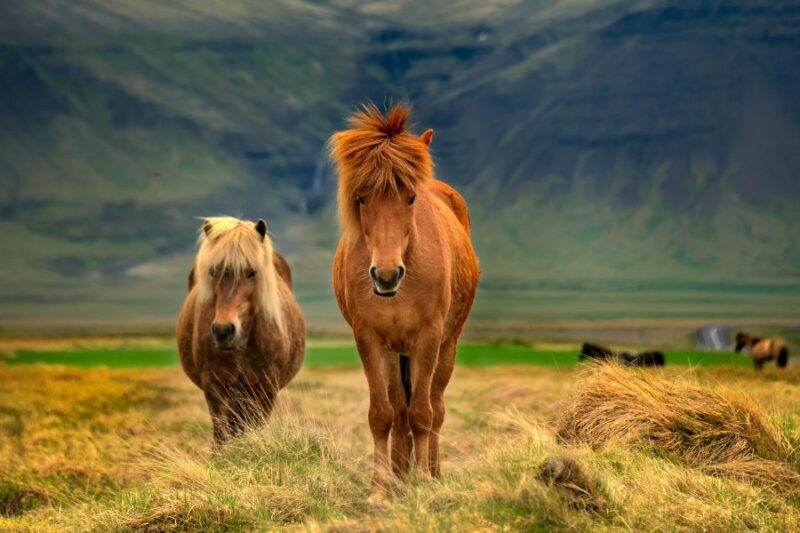 Islandpferd-Wildtiere-in-Island-entdecken-mit Nordic-Skandinavien-Spezialist