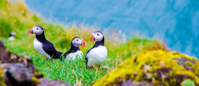Papageientaucher-auf-Island-Urlaub-mit-Nordic-Skandinavien-Spezialist