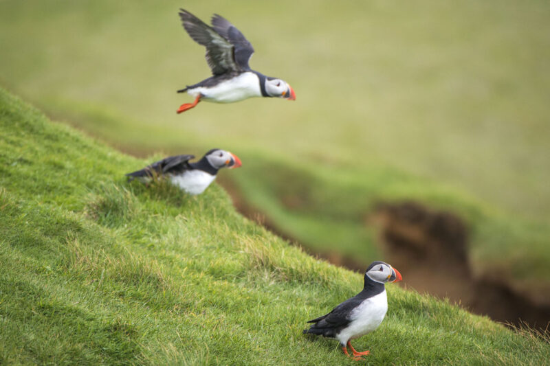 Papageientaucher-auf-Island-mit-Nordic-Skandinavien-Spezialist©-Hurtigruten-Esther-Kokmeijer