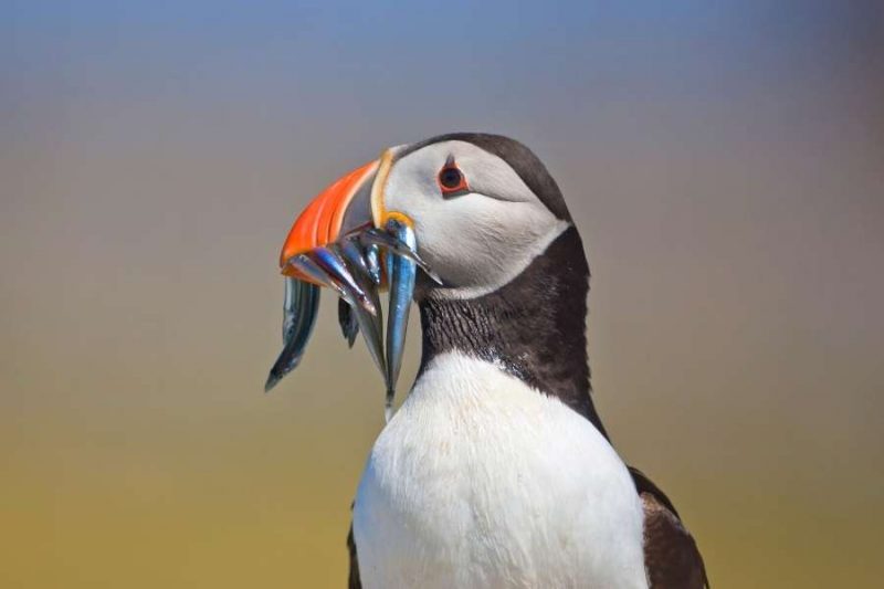 Papageientaucher-frisst-Fische-in-Island-Reisen-mit-Nordic-Skandinavien-Spezialist