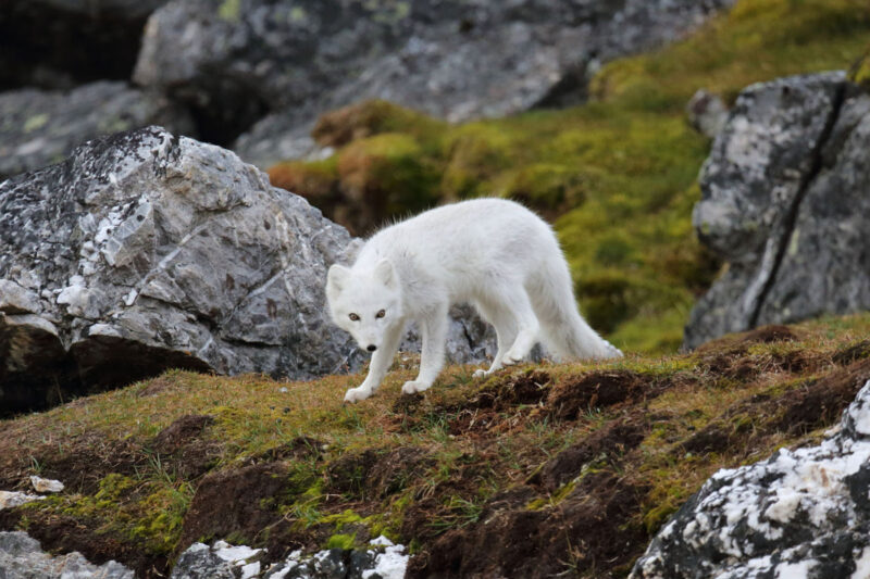 Polarfuchs-Wildtiere-in-Island-entdecken-mit-Nordic-Skandinavien-Spezialist-©-Henry-Bauer-Hurtigruten