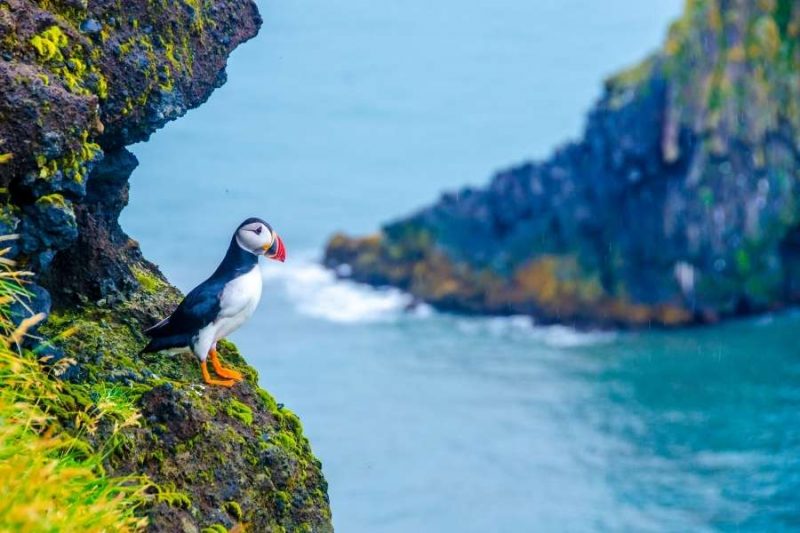 Puffin-auf-Fels-in-Island-Reisen-mit-Nordic-Skandinavien-Spezialist