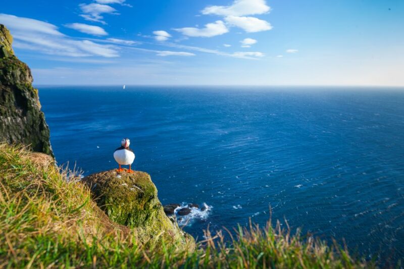 Puffin-auf-Klippe-in-Island-im-Sommer-Urlaub-mit-Nordic-dem-Skandinavien-Spezialist