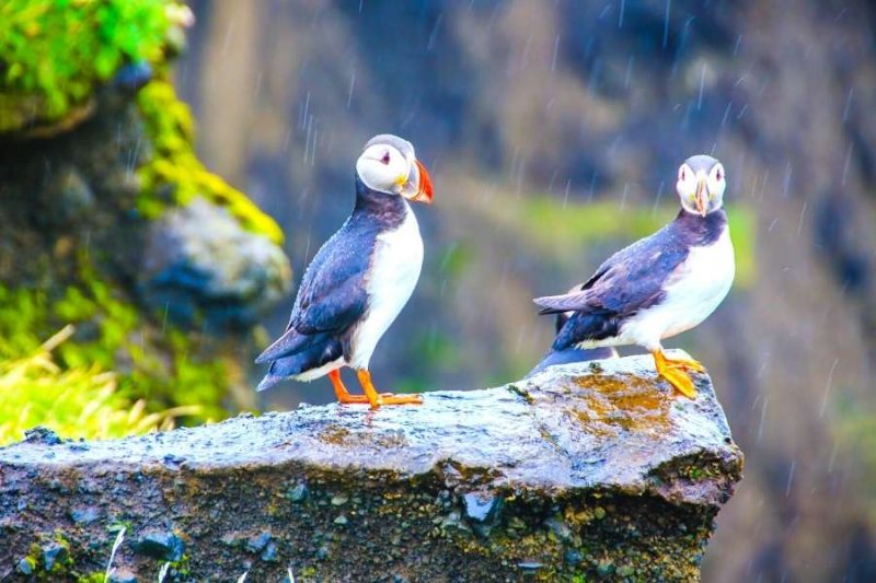Puffins-auf-Vogelfels-auf-Island-Reisen-mit-Nordic-Skandinavien-Spezialist