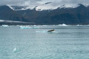 Robben-beobachten-nach-Island-mit-Nordic-©Benny-Petak