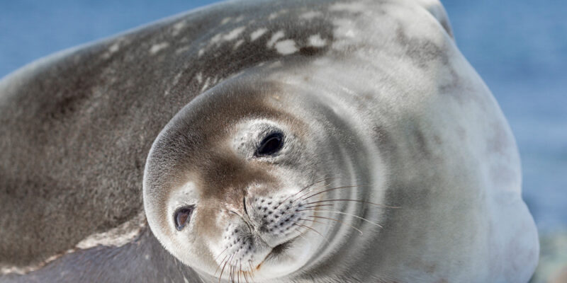 Seehund-Wildtiere-in-Island-entdecken-mit-Nordic-Skandinavien-Spezialist