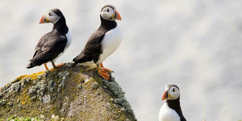 Unterkuenfte-auf-Island-Uebernachten-in-Hotels-und-B-und-Bs