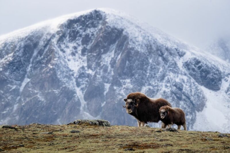 Moschusochsen-im-Dovrefjell-Nationalpark-mit-Nordic-dem-Skandinavien-Spezialisten-entdecken