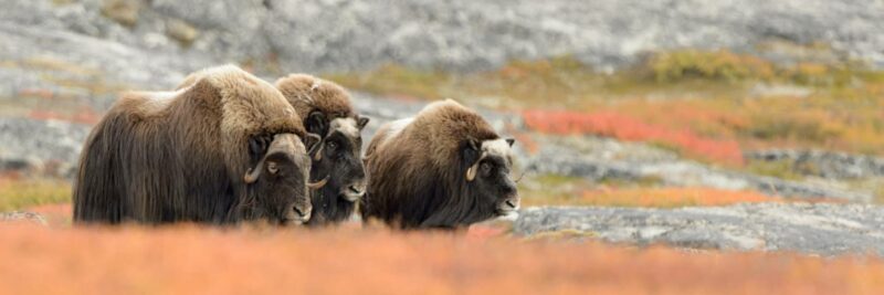 Wildtiere-in-Norwegen-mit-Nordic-dem-Skandinavien-Spezialisten-entdecken