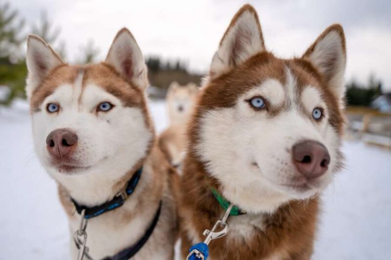 Husky-Touren-in-Lappland-mit-Nordic-der-Skandinavien-Spezialist