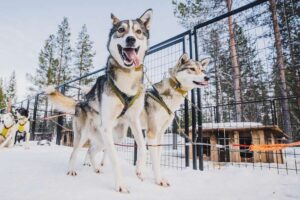 Tiergerechte-Husky-Touren-in-Lappland-mit-Nordic-der-Skandinavien-Spezialist