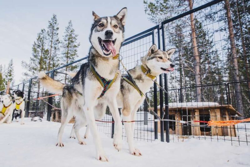Tiergerechte-Husky-Touren-in-Lappland-mit-Nordic-der-Skandinavien-Spezialist